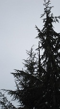 Western Hemlock